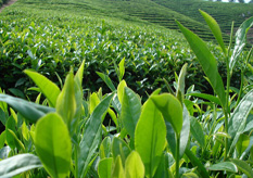 茶葉91免费在线视频標簽方案