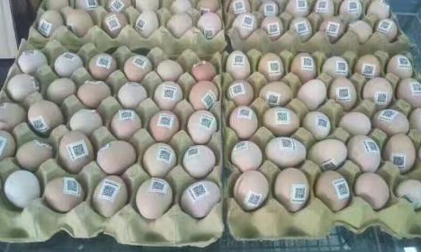 雞蛋二維碼質量可追溯性係統價格多少？